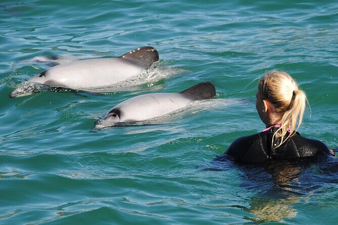 Akaroa Swim with Dolphins Tour from Christchurch - Key Points