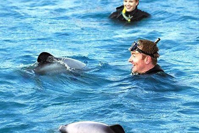 Akaroa Swim with Dolphins Tour from Christchurch - What You Can Expect: A Breakdown of the Day