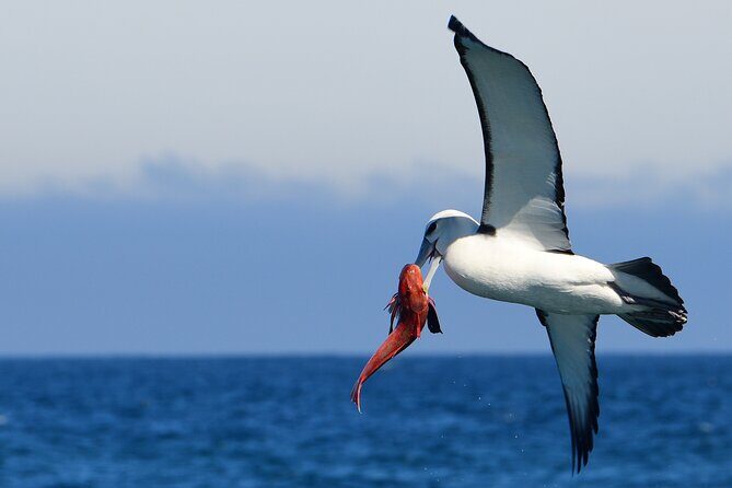 Akaroa Wildlife Cruise - Who Will Enjoy This Tour?