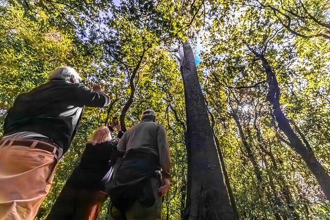 Akaroa with optional dolphin cruise (Small Group Tour) - Returning Through Christchurch: City Views and Final Impressions