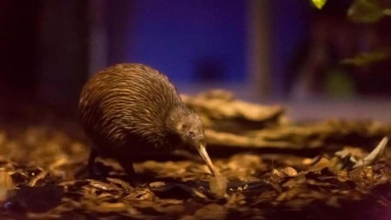 AKL: WAITOMO Glowworm, KIWI Bird, LUNCH & Hamilton Gardens - Discovering New Zealand’s Natural and Cultural Treasures