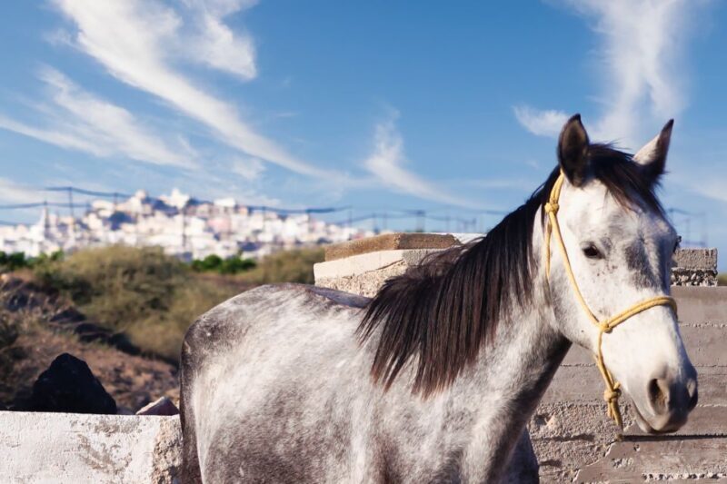 Akrotiri: Guided Horseback Riding Day Trip to a Beach - Exploring the Unique Charm of the Akrotiri Horseback Riding Tour in Santorini