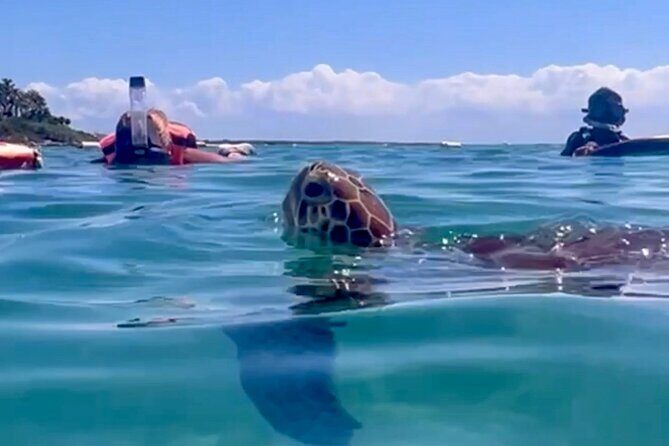 Akumal Bay snorkeling, plus 3 cenotes and great food - Key Points