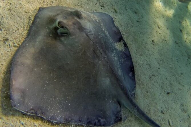 Akumal Bay snorkeling, plus 3 cenotes and great food - Final Thoughts: Who Is This Tour Perfect For?