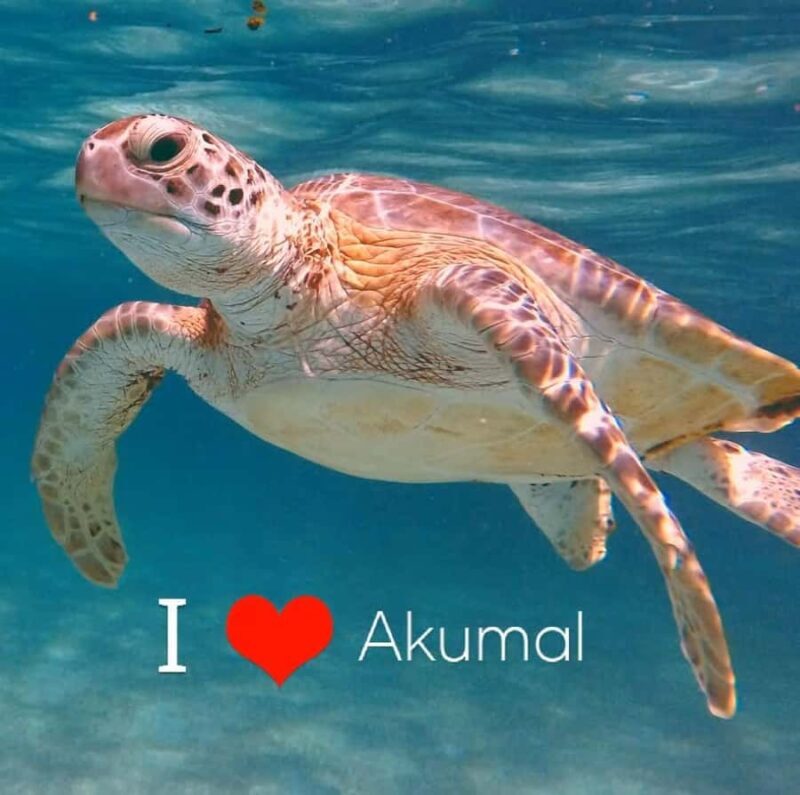 Akumal Beach: Ecologic Turtle Snorkeling Tour & Gopro Photos - Introduction: Why This Tour Could Be Your Perfect Day in Akumal
