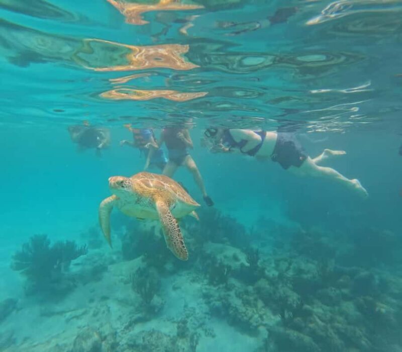 Akumal Beach: Ecologic Turtle Snorkeling Tour & Gopro Photos - The Value of This Tour in Context