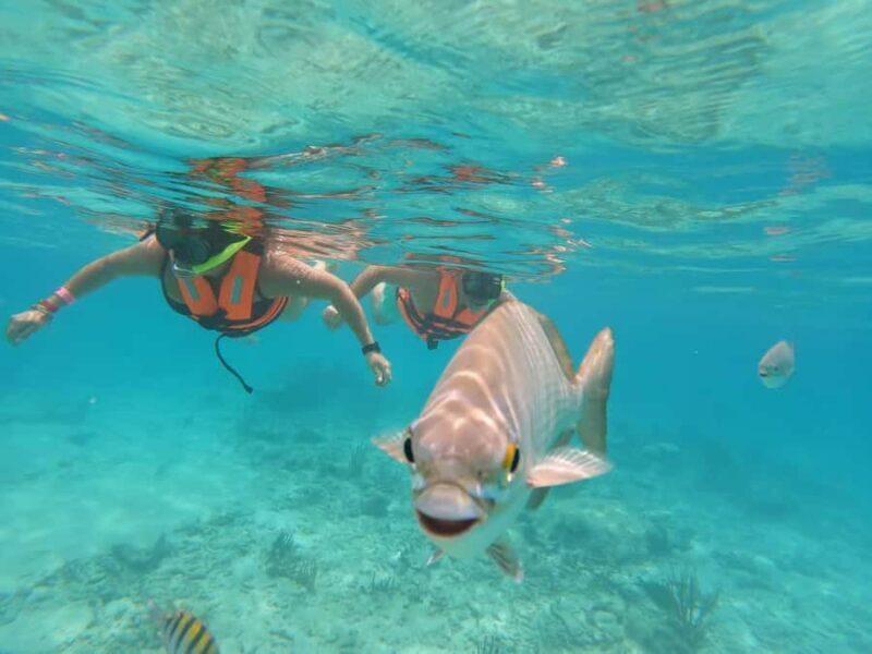 Akumal Beach: Ecologic Turtle Snorkeling Tour & Gopro Photos - The Experience Itself: Why It Resonates