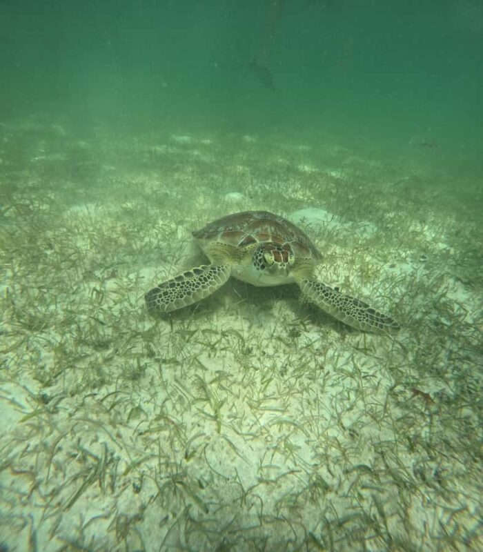 Akumal Beach: Ecologic Turtle Snorkeling Tour & Gopro Photos - Practical Tips for Your Snorkeling Adventure