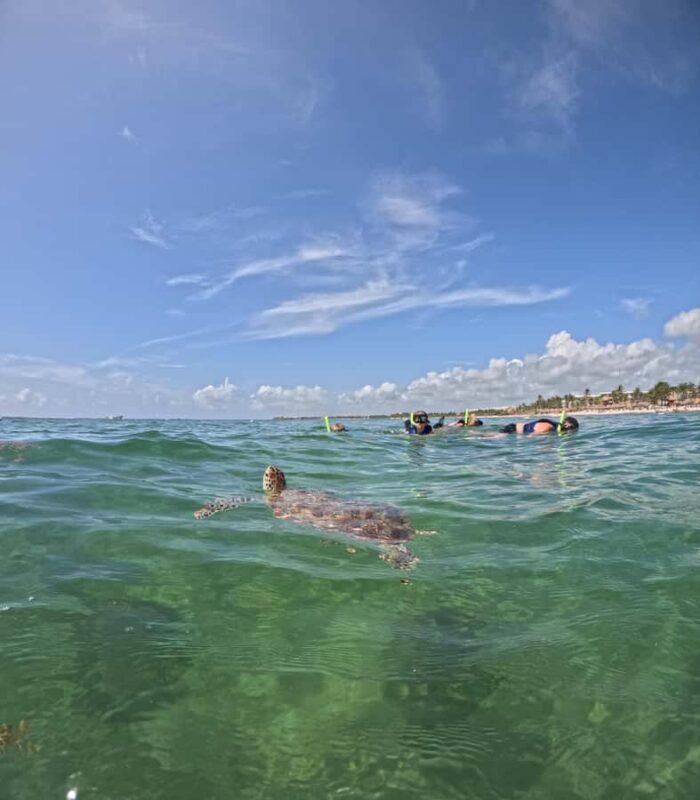 Akumal Beach: Ecologic Turtle Snorkeling Tour & Gopro Photos - Frequently Asked Questions