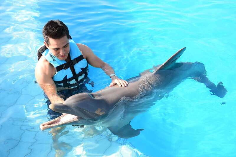 Akumal: Dolphin Encounter - The Sum Up