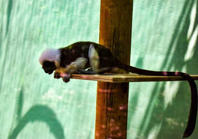 Akumal: Explore the Monkey Sanctuary, ATV Circuit and Cenote - FAQ