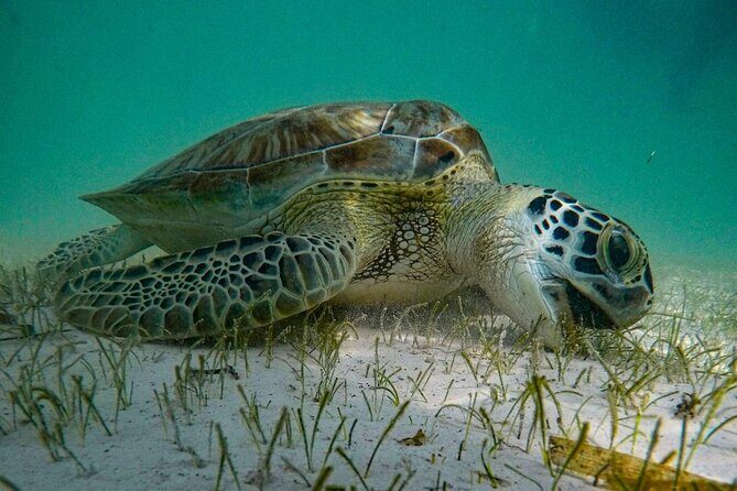 Akumal : Guided Snorkeling with Green Turtles and Corals - An In-Depth Look at the Akumal Snorkeling Tour