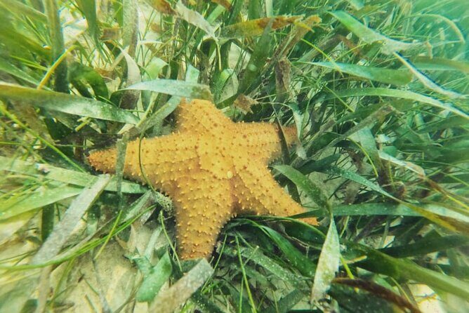 Akumal : Guided Snorkeling with Green Turtles and Corals - Who Should Consider This Tour?