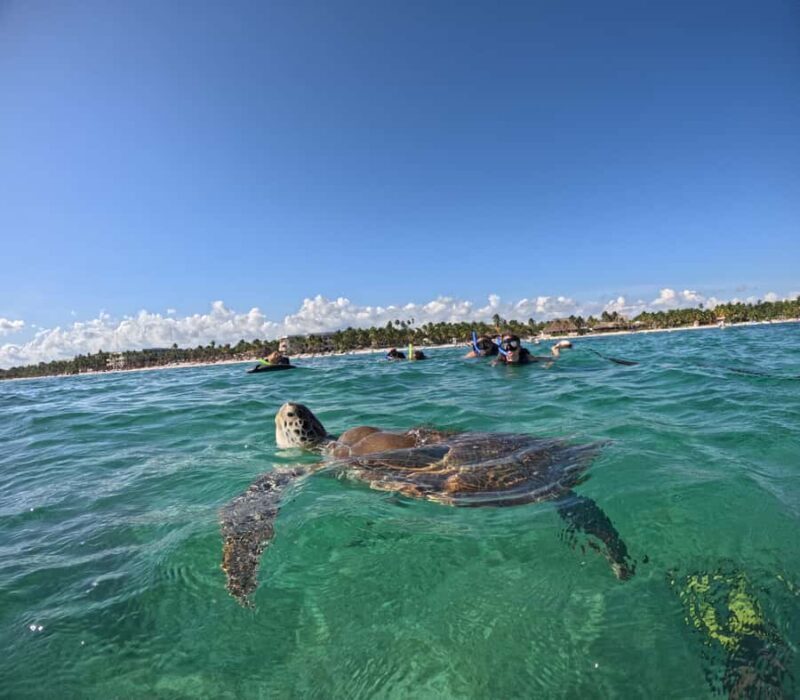 Akumal: Guided Snorkeling with Green Turtles + GoPro Photos - Key Points