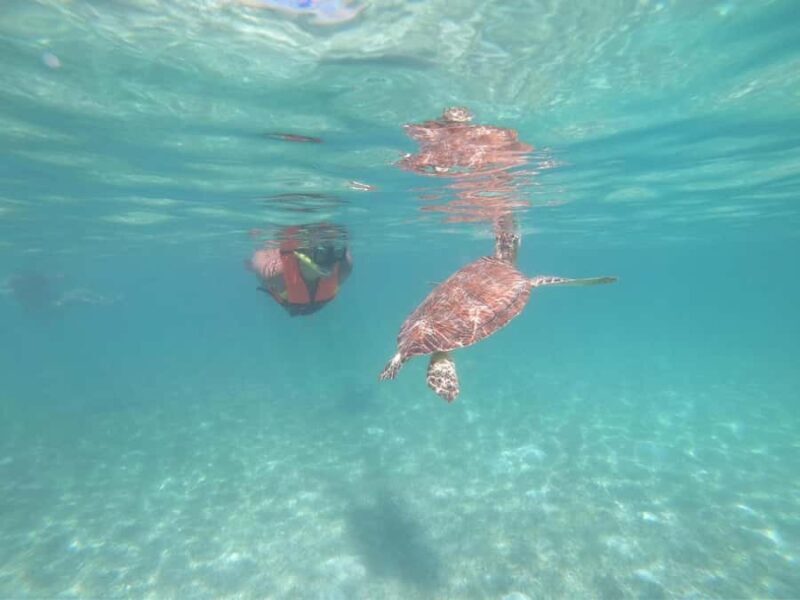 Akumal: Guided Snorkeling with Green Turtles + GoPro Photos - Water Entry and Guided Swim
