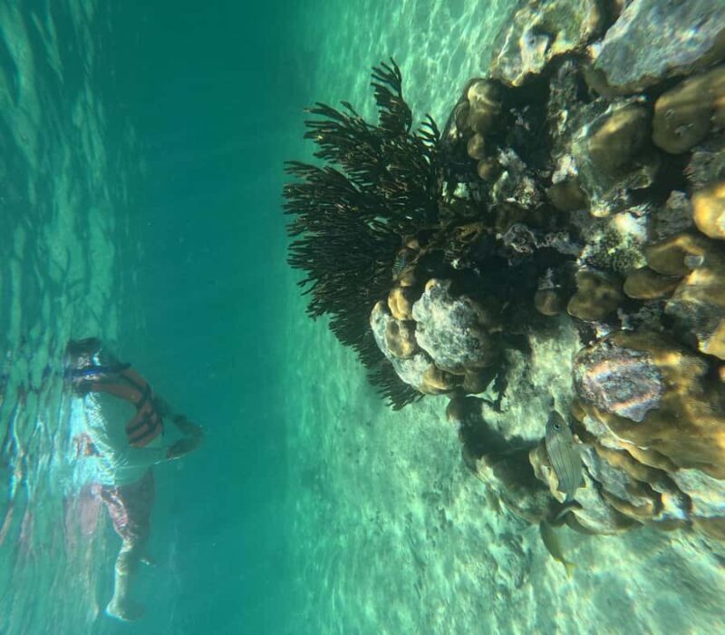 Akumal: Guided Snorkeling with Green Turtles + GoPro Photos - The Photographic Experience