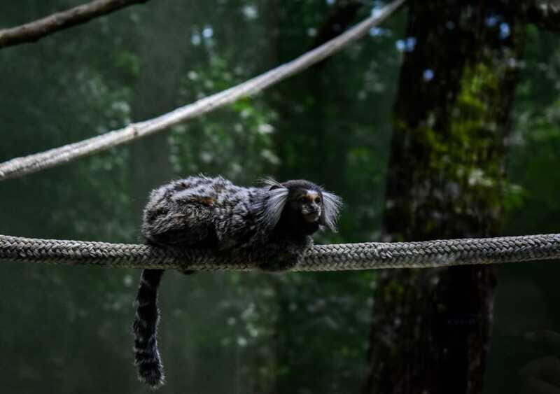 Akumal: Monkey Sanctuary, ATV, Cenote, & Yalku Snorkel Tour - Who Should Consider This Tour?