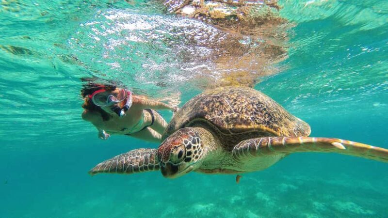 Akumal Reef & Turtle Swim - Who Will Love This Tour?