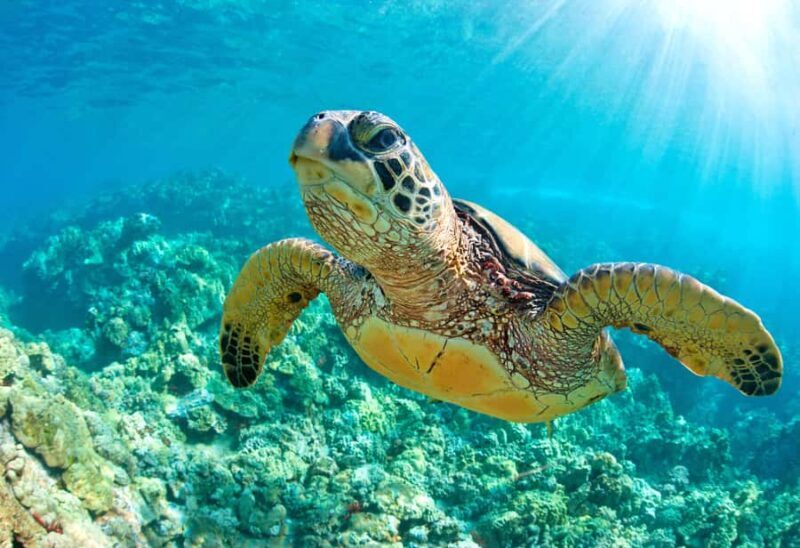 Akumal Reef & Turtle Swim - Practical Details and Tips