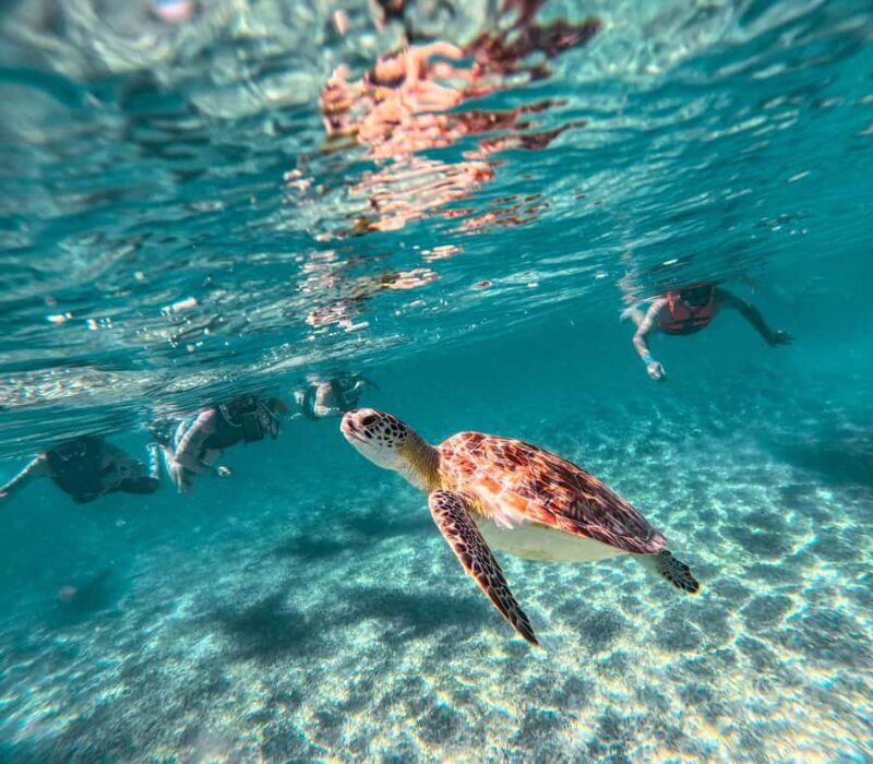 Akumal: Sea Turtles Snorkeling Tour with Park Entry Fee - Practical Details and Tips