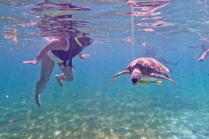Akumal; Snorkeling and Photos with Turtles - Who Will Love This?