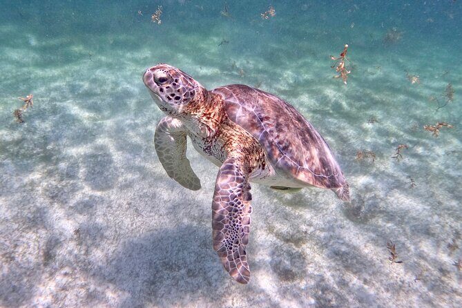 Akumal; Snorkeling and Photos with Turtles - FAQ
