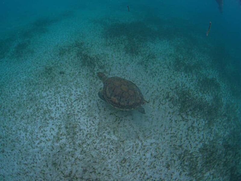 Akumal: Snorkeling and Turtle Watching Tour - Key Points