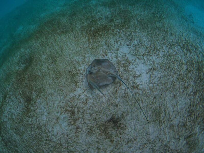 Akumal: Snorkeling and Turtle Watching Tour - An Overview of the Experience