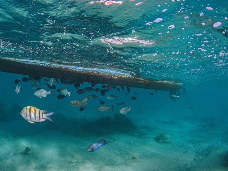 Akumal: Snorkeling and Turtle Watching Tour - The Benefit of a Guided Tour