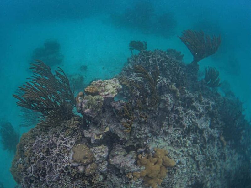 Akumal: Snorkeling and Turtle Watching Tour - Practical Details and Value