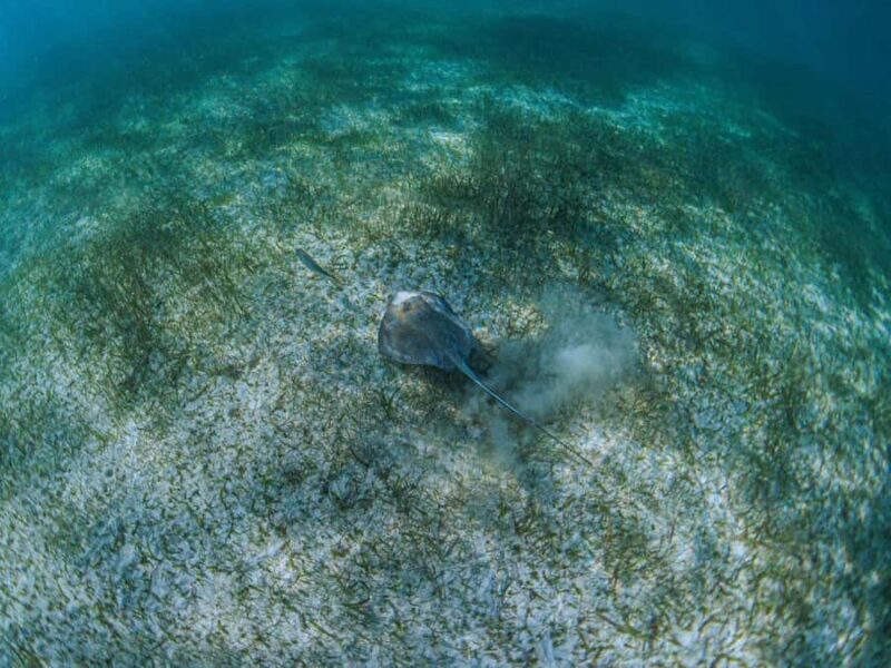 Akumal: Snorkeling and Turtle Watching Tour - The Authentic Feeling