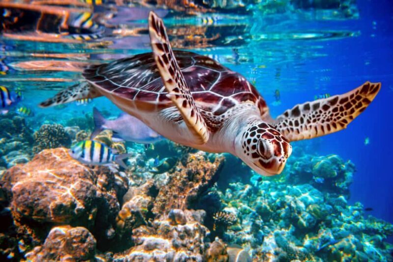 Akumal: Snorkeling with Marine Life and an Expert Tour Guide - What Travelers Say