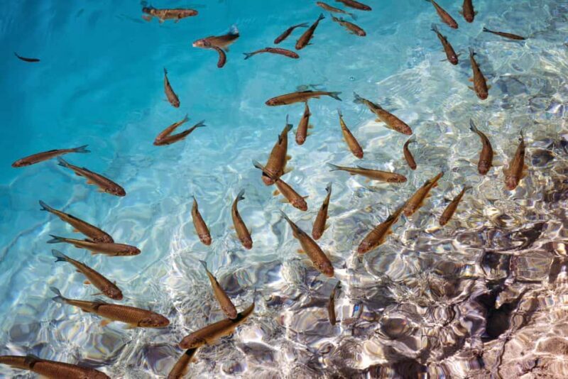 Akumal: Snorkeling with Marine Life and an Expert Tour Guide - FAQ