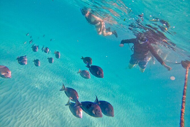 Akumal; Snorkeling with The Sea Turtles - Who Is This Tour Best For?