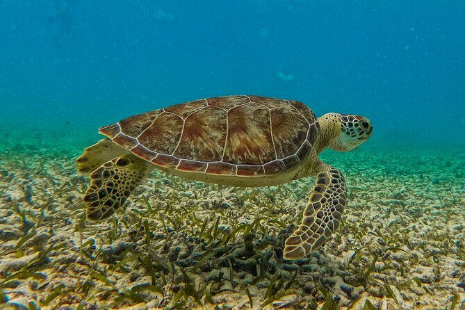 Akumal Snorkeling With Turtles - What to Expect from the Akumal Snorkeling Tour