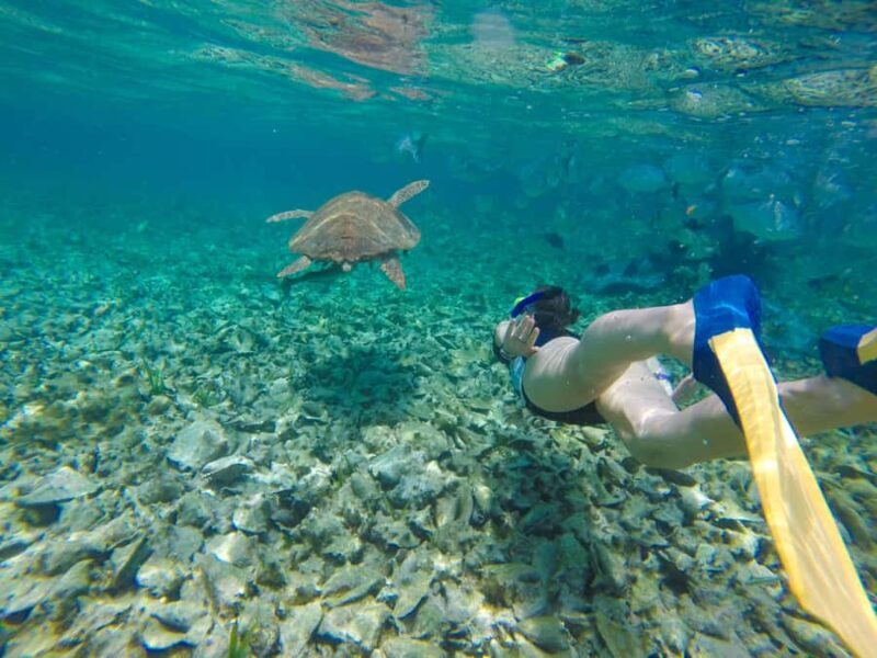 Akumal: Swim with Turtles in a Natural Paradise - Why This Tour Excels