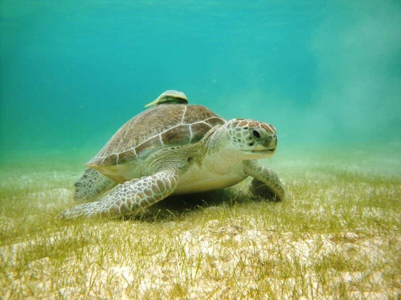 Akumal: Tsuuk Park Entry with Turtles Snorkeling Tour - A Deep Dive into the Experience