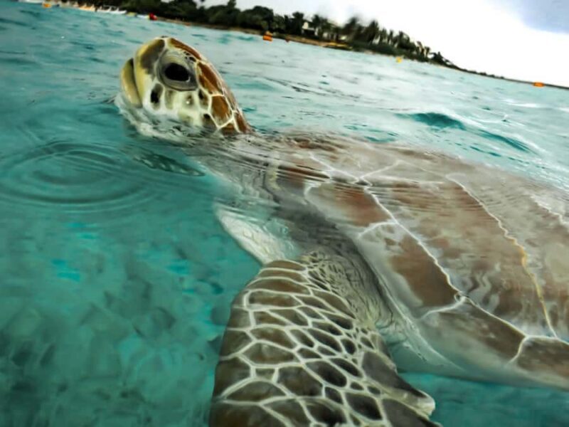 Akumal: Turtles Snorkeling Tour at Natural Paradise - Tsuuk Akumal Natural Park: The Hub of Comfort and Safety