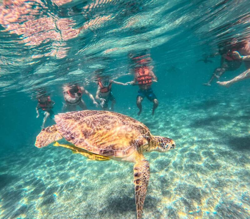 Akumal: Turtles Snorkeling Tour at Natural Paradise - Respectful and Eco-friendly Observation