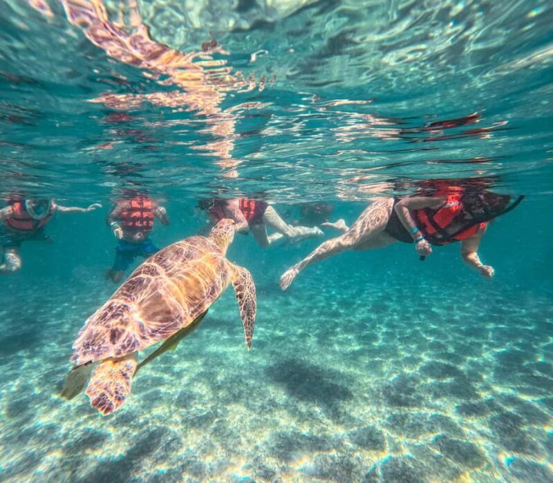 Akumal: Turtles Snorkeling Tour at Natural Paradise - Practical Details and Value