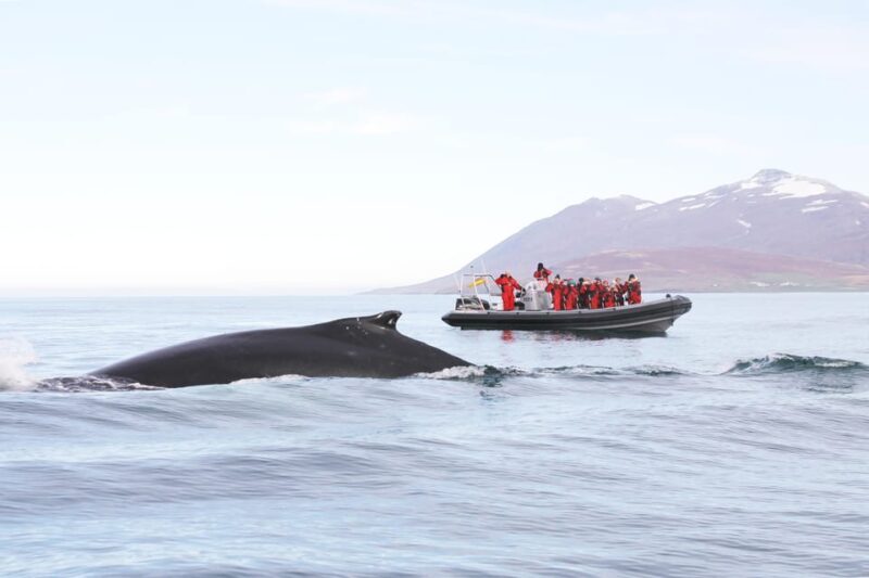 Akureyri: 2-Hour Whale Watching Express by RIB Speedboat - Authentic Reviewer Insights
