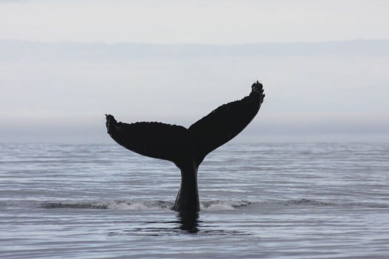 Akureyri: 2-Hour Whale Watching Express by RIB Speedboat - The Sum Up: Who Should Consider This Tour?