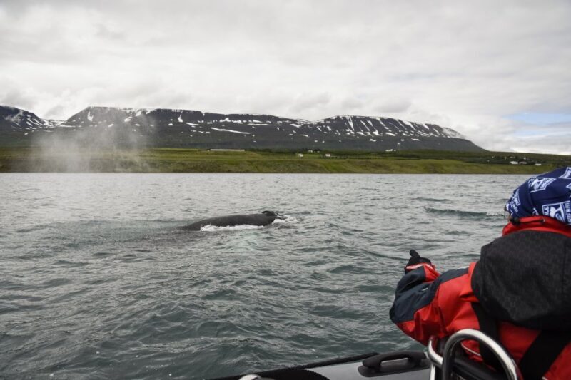 Akureyri: 2-Hour Whale Watching Express by RIB Speedboat - FAQs