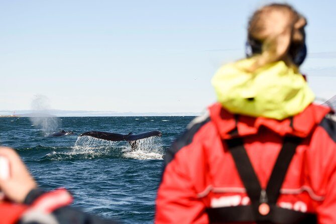 Akureyri Express Whale Watching by RIB boat - How the Tour Fits into Your Iceland Itinerary