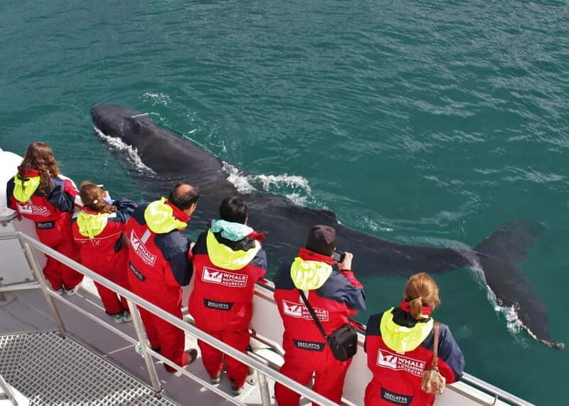 Akureyri: Food Walk and Whale Watching Tour - What to Expect from the Akureyri Food Walk and Whale Watching Tour
