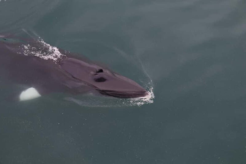 Akureyri: Whale Watching Shore Excursions - The Value of the Experience