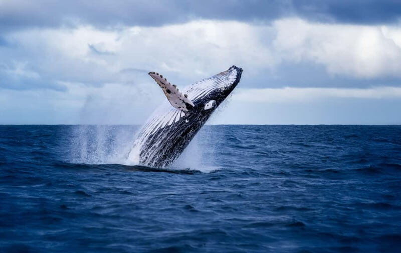 Akureyri: Whale Watching Shore Excursions - The Sum Up