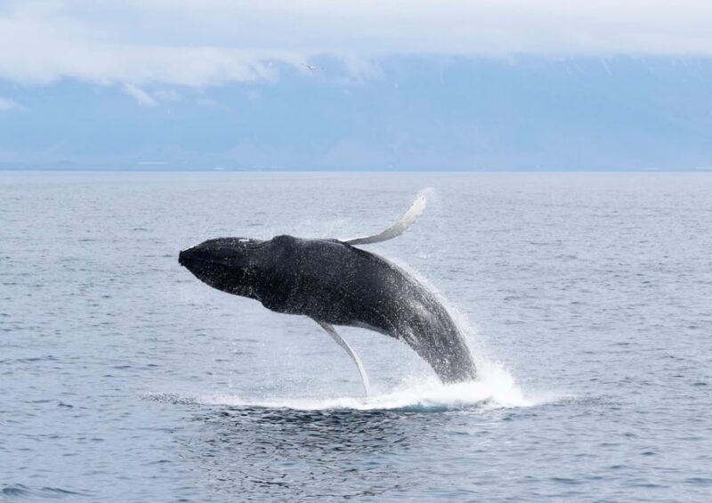 Akureyri: Whale Watching Tour & Forest Lagoon Entrance - A Deep Dive Into the Tour Experience