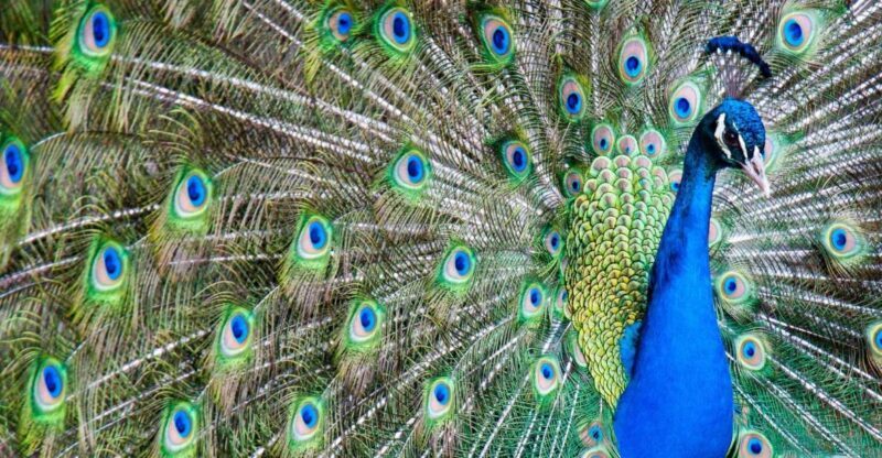 Alabama: Gulf Shores/Orange Beach Area Multi-Attraction Pass - Key Points