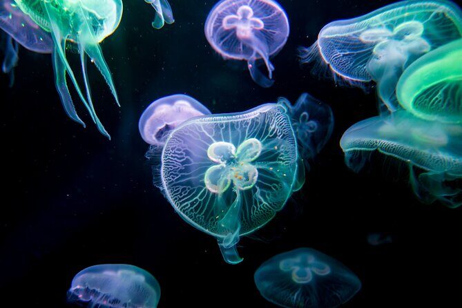 Alanya: Aquarium, Wax Museum, Snow World, Wild Park, XD Cinema - Exploring the Best of Alanya: Aquarium, Wax Museum, Snow World, Wild Park, and XD Cinema